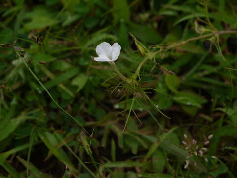 Image de Rhamphicarpa fistulosa (Hochst.) Benth.