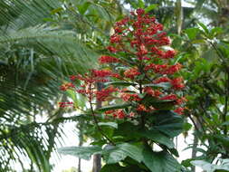 Imagem de Clerodendrum paniculatum L.