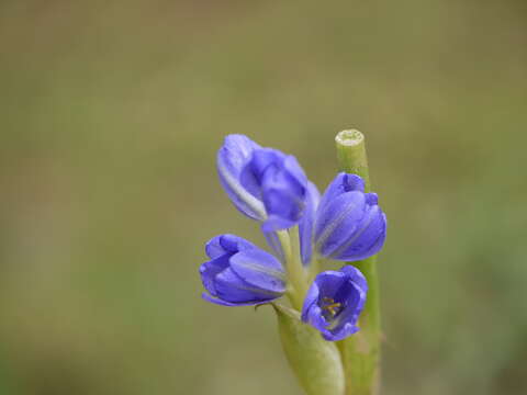 Image of Pickerel Weed