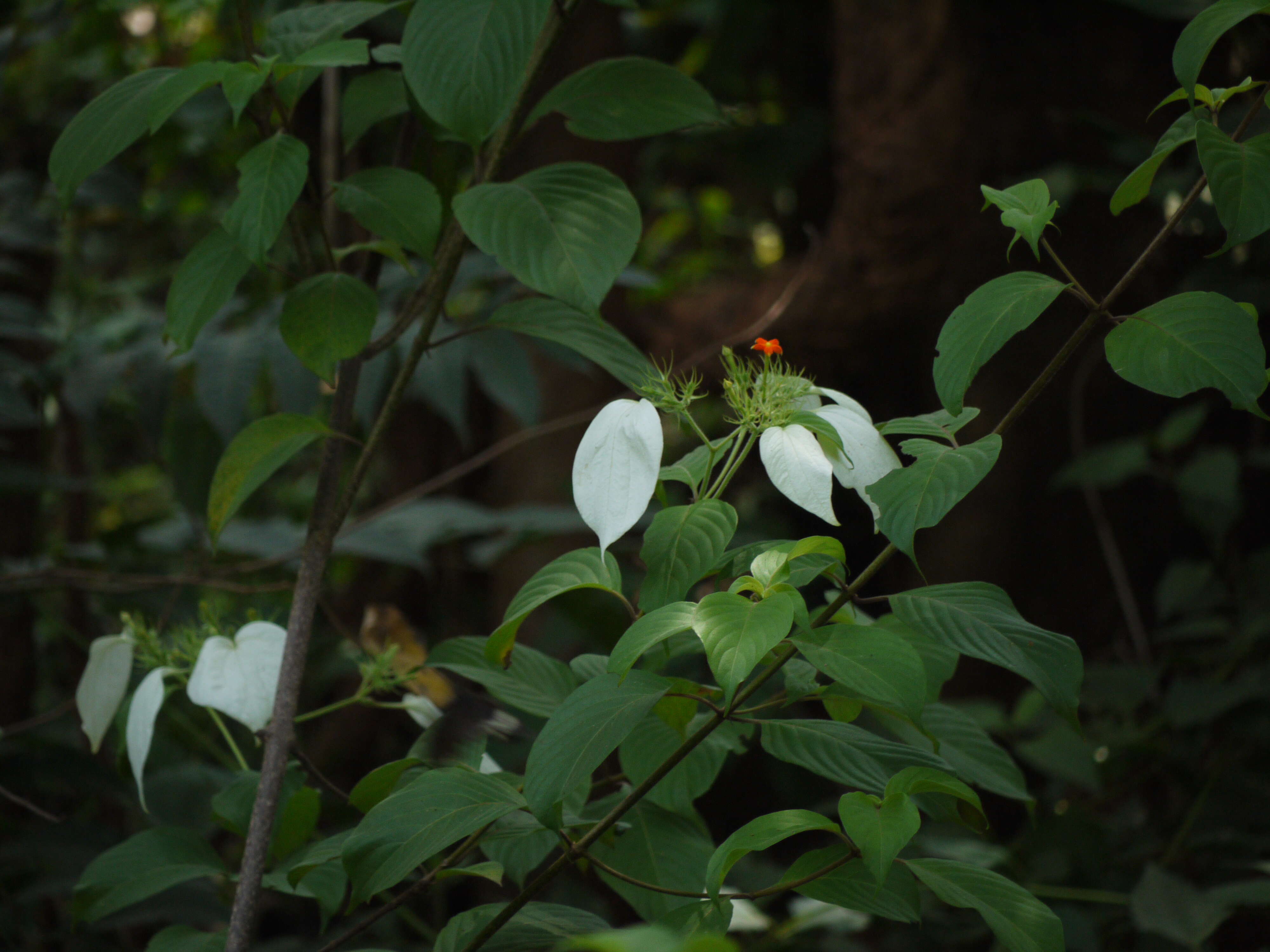 Image of White flag bush