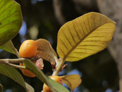 Image of brown-woolly fig