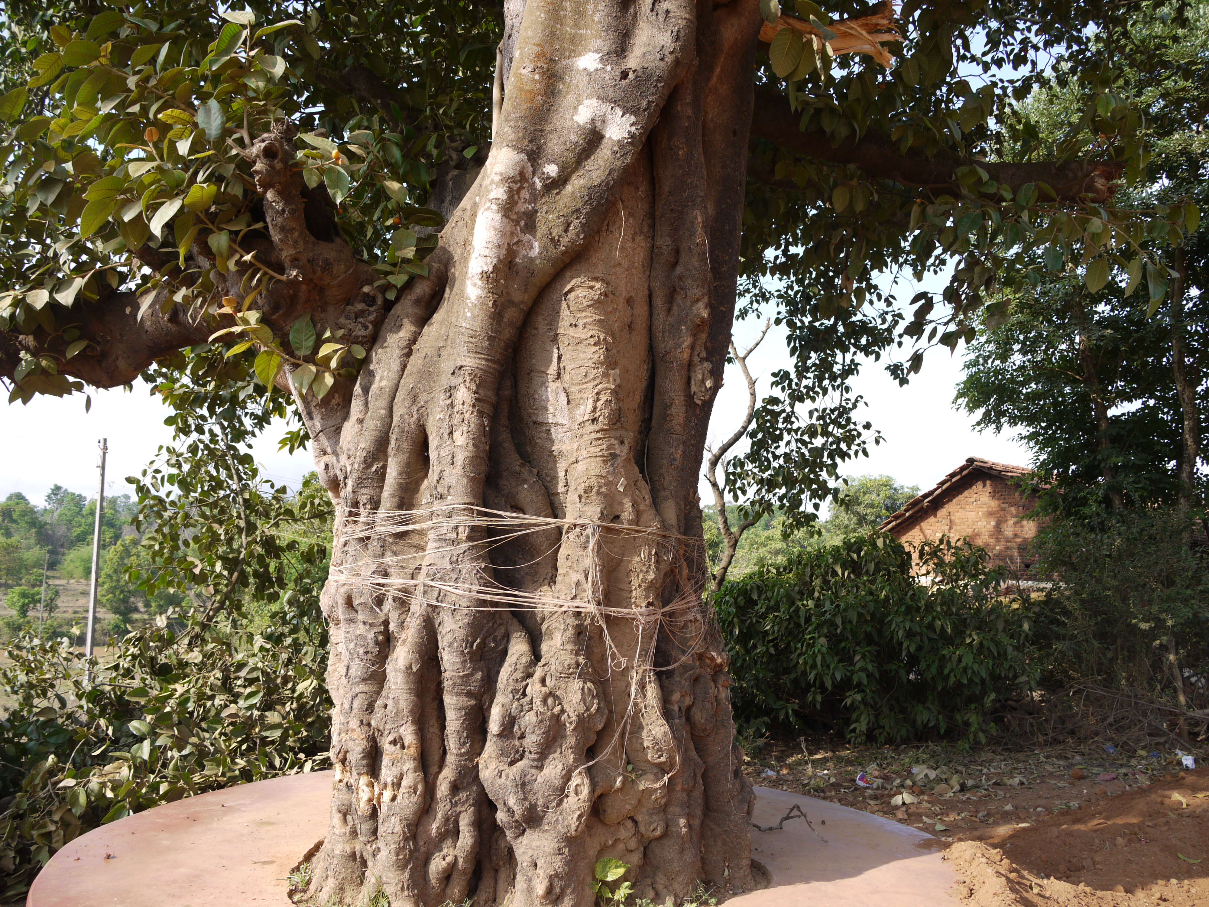 Image de Ficus drupacea Thunb.