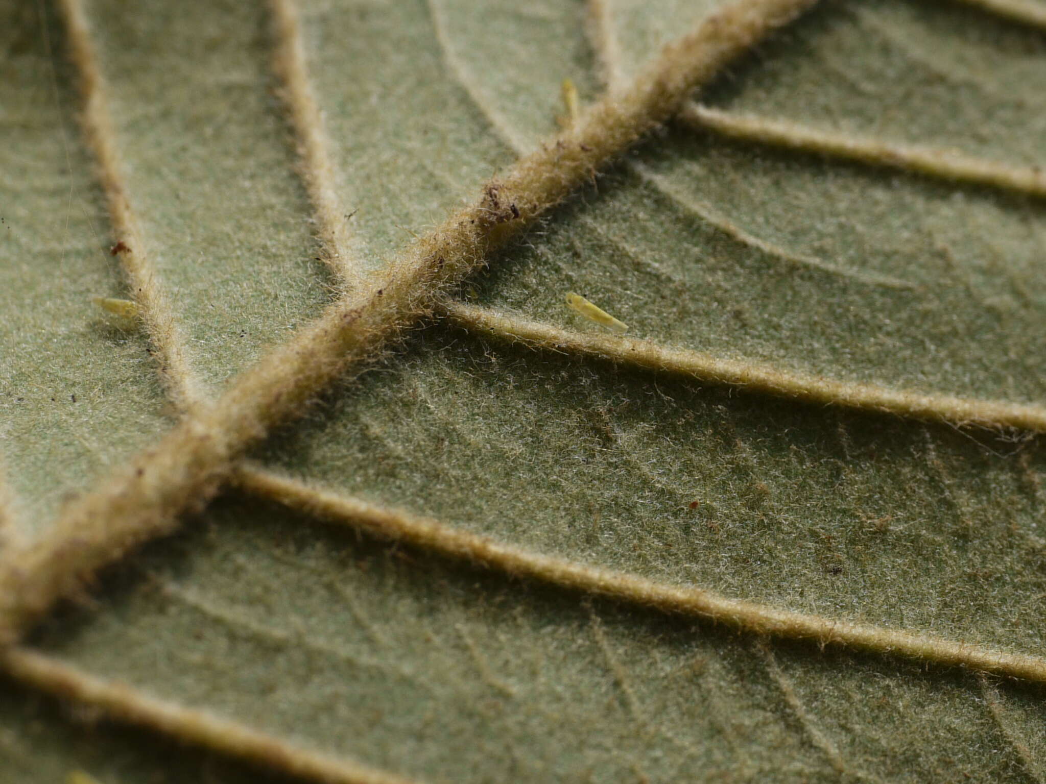 Image of brown-woolly fig