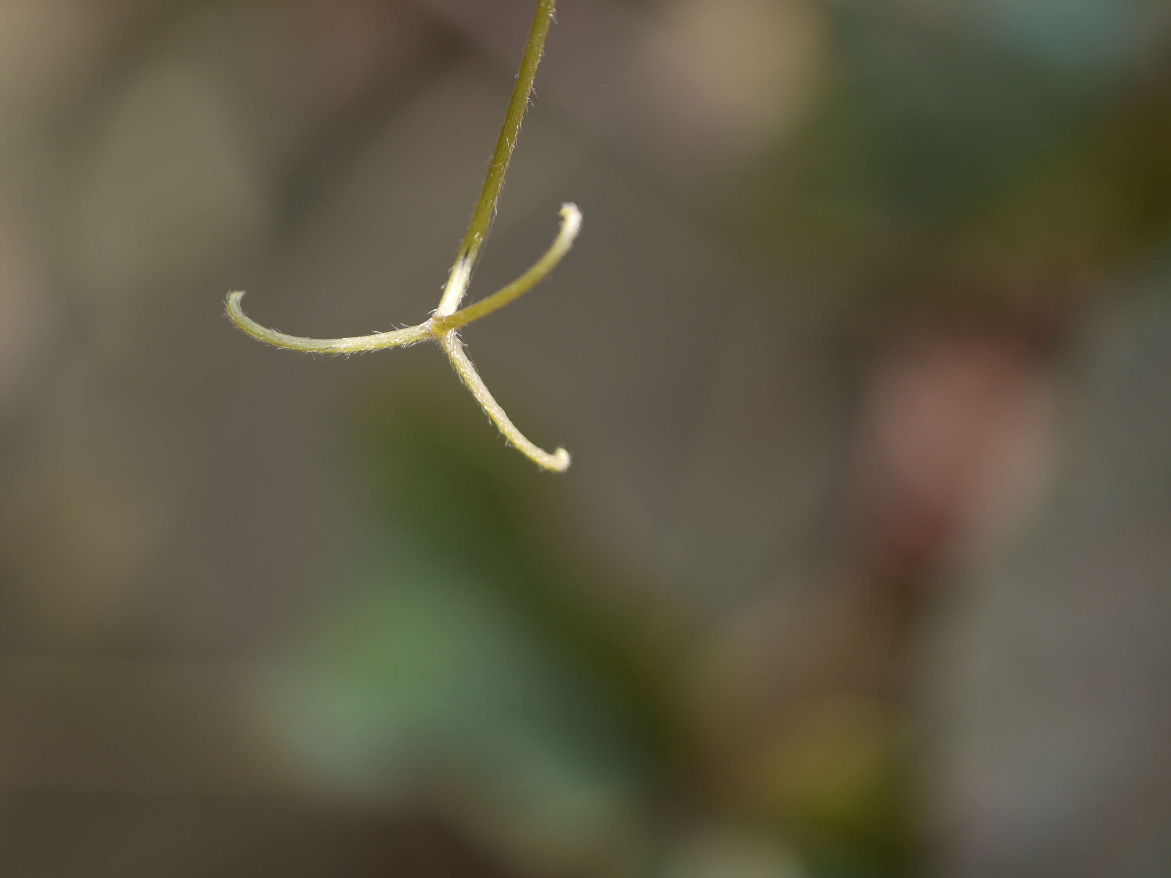 Слика од Clematis zeylanica (L.) Poir.