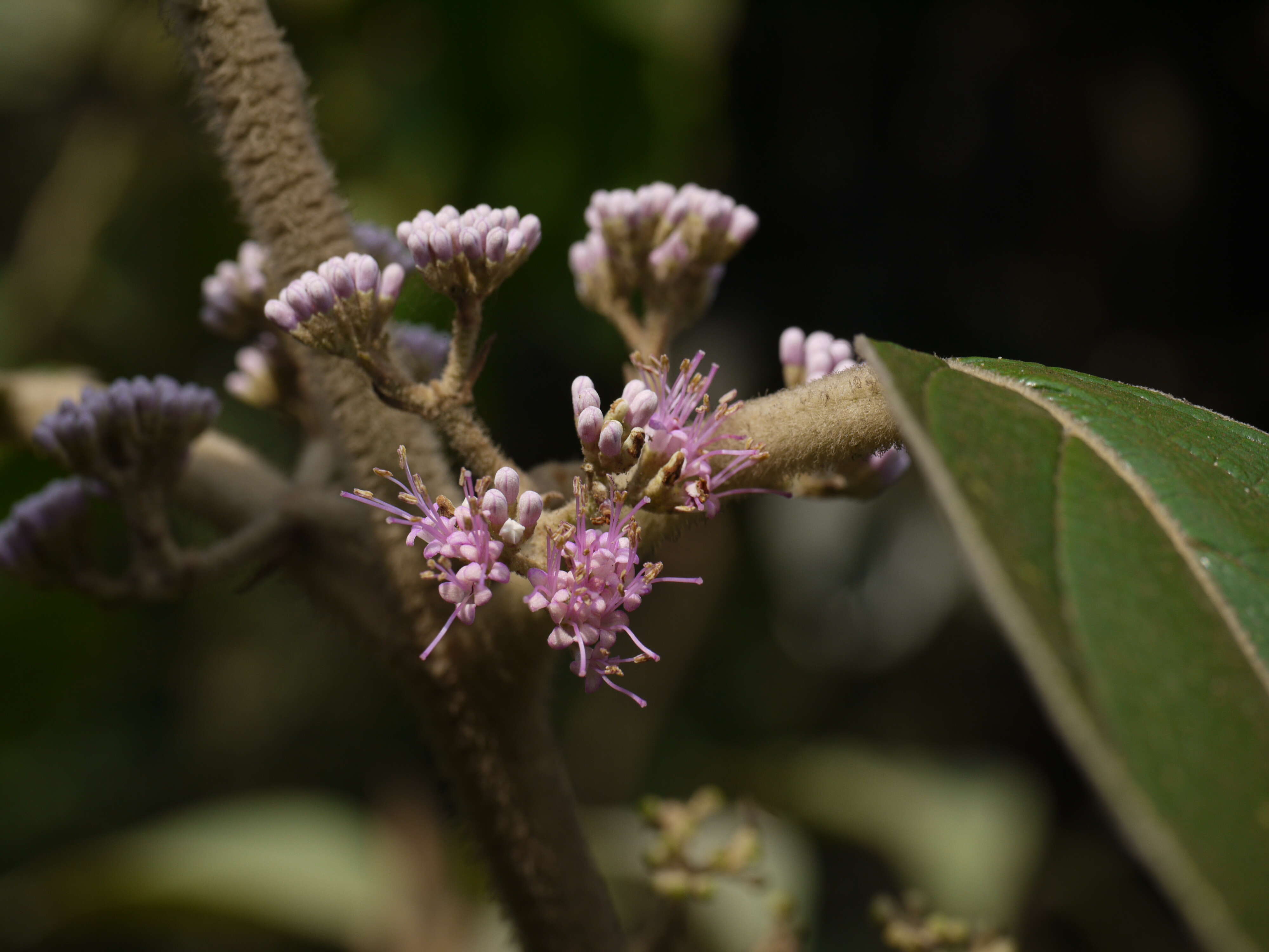 Image of Callicarpa tomentosa (L.) L.