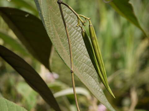 Image of Parsonsia alboflavescens (Dennst.) D. J. Mabberley