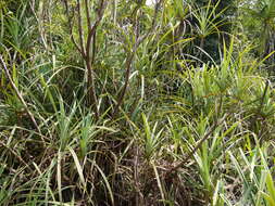 Imagem de Pandanus furcatus Roxb.