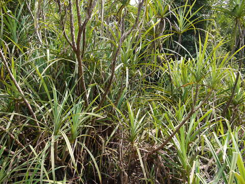 Imagem de Pandanus furcatus Roxb.