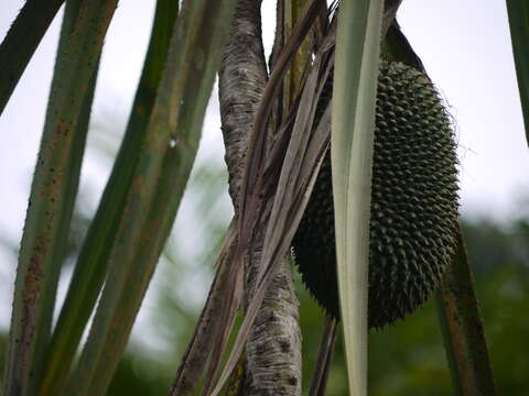 Image of pandanus