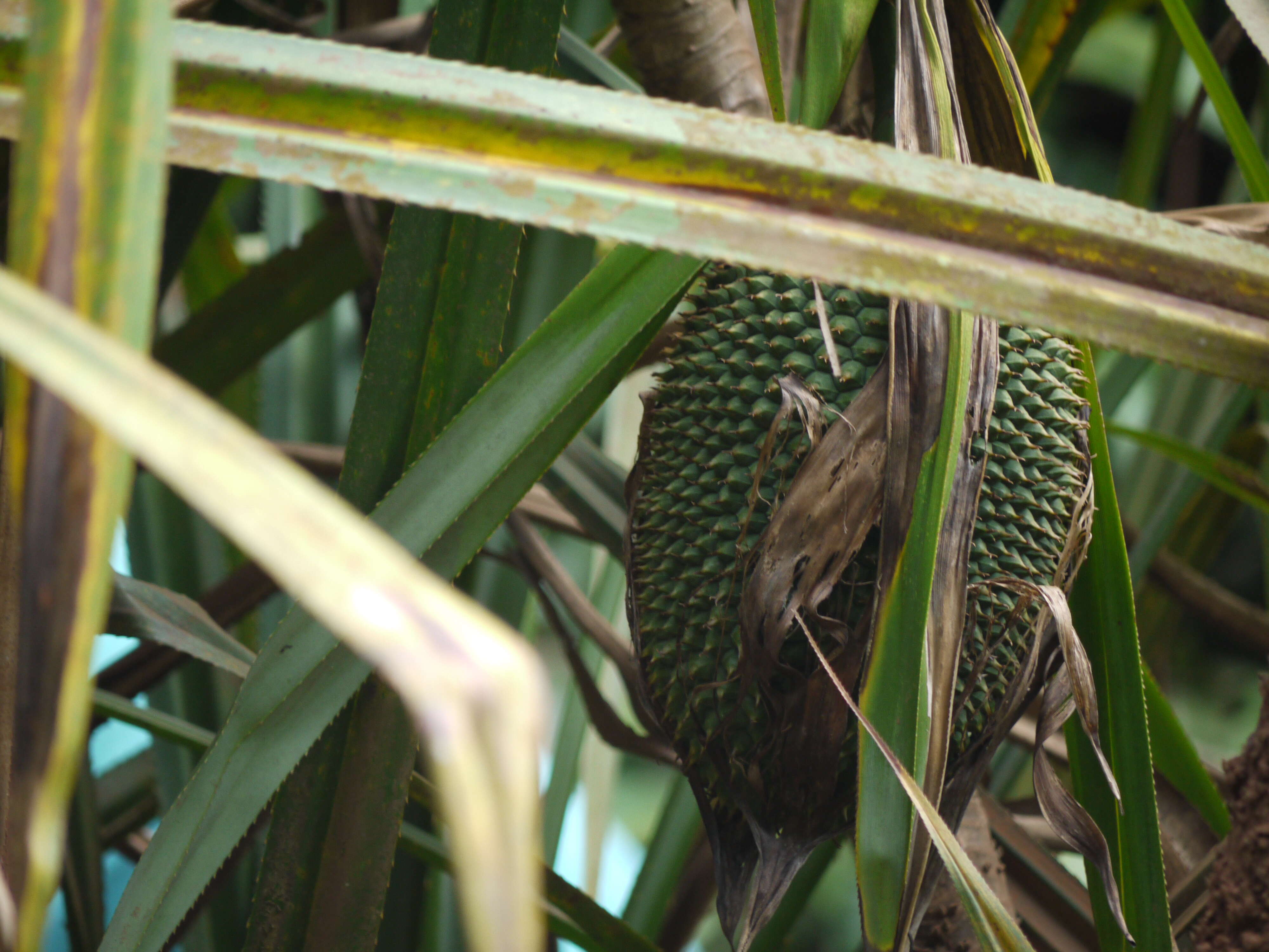 Imagem de Pandanus furcatus Roxb.