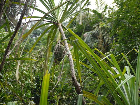 Imagem de Pandanus furcatus Roxb.