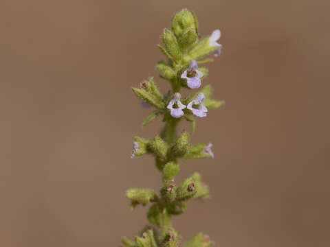 Image of Salvia plebeia R. Br.
