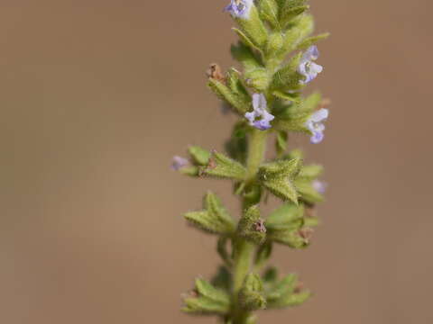 Image of Salvia plebeia R. Br.