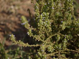 Image de Salvia plebeia R. Br.