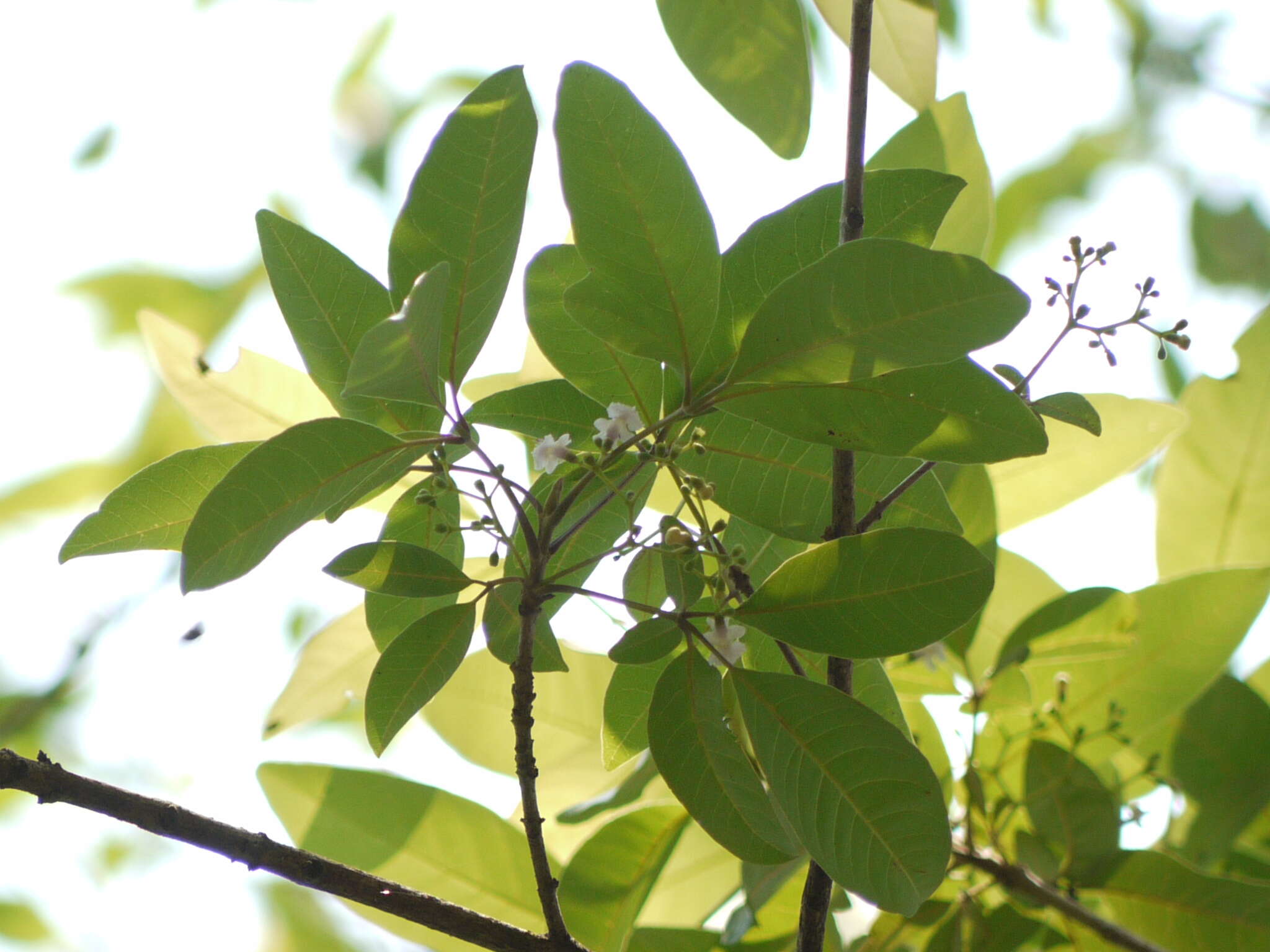 Image of Vitex leucoxylon L. fil.