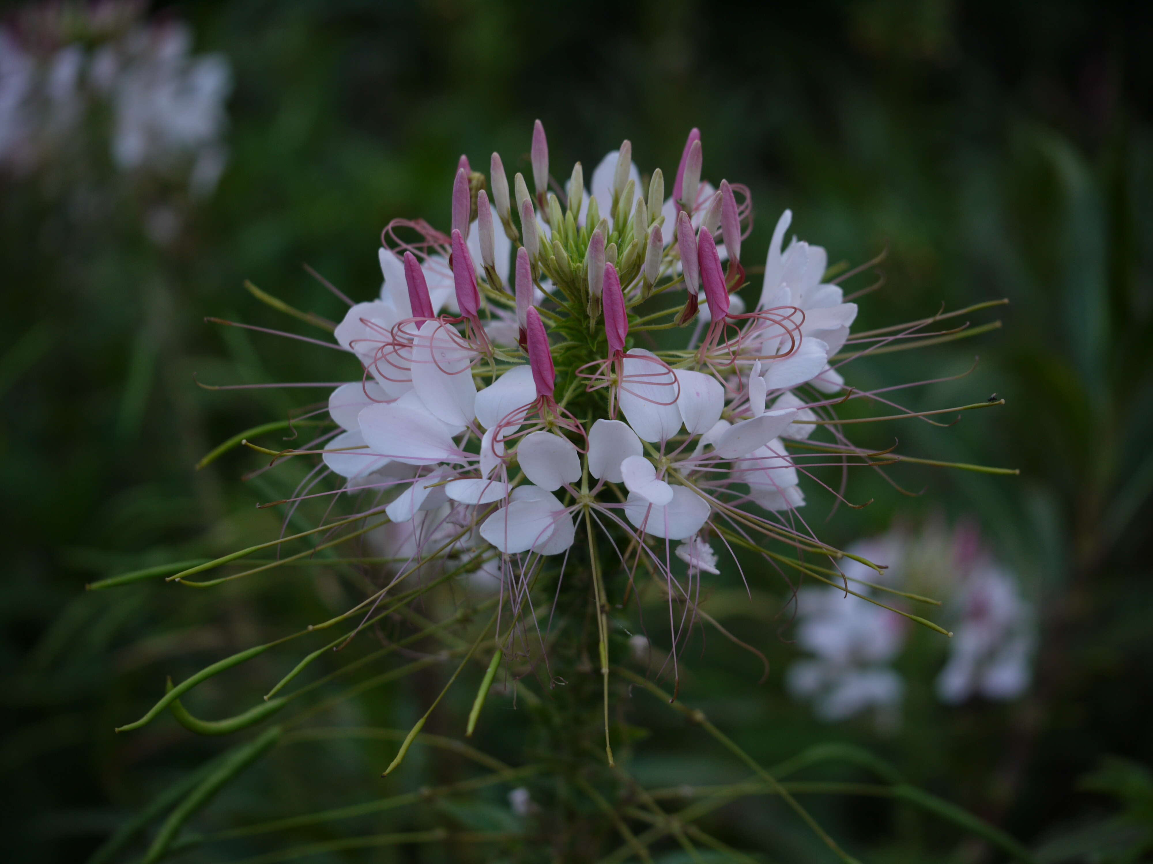 Image of Pinkqueen