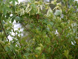 Image de Passiflora subpeltata Ortega