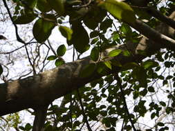 Image of brown-woolly fig