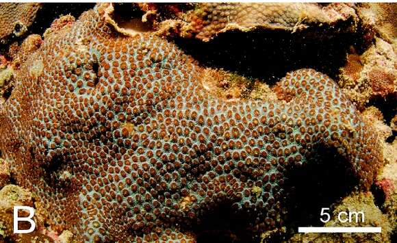 Image of Small knob coral