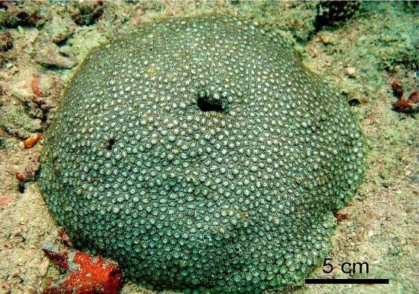 Image of Small knob coral