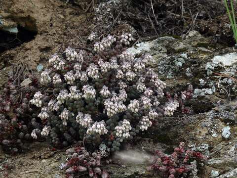 Image of Sedum brevifolium DC.