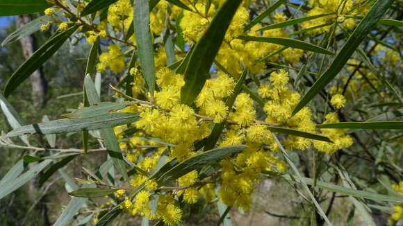 Imagem de Acacia neriifolia A. Cunn. ex Benth.