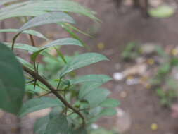 Image of wild sage