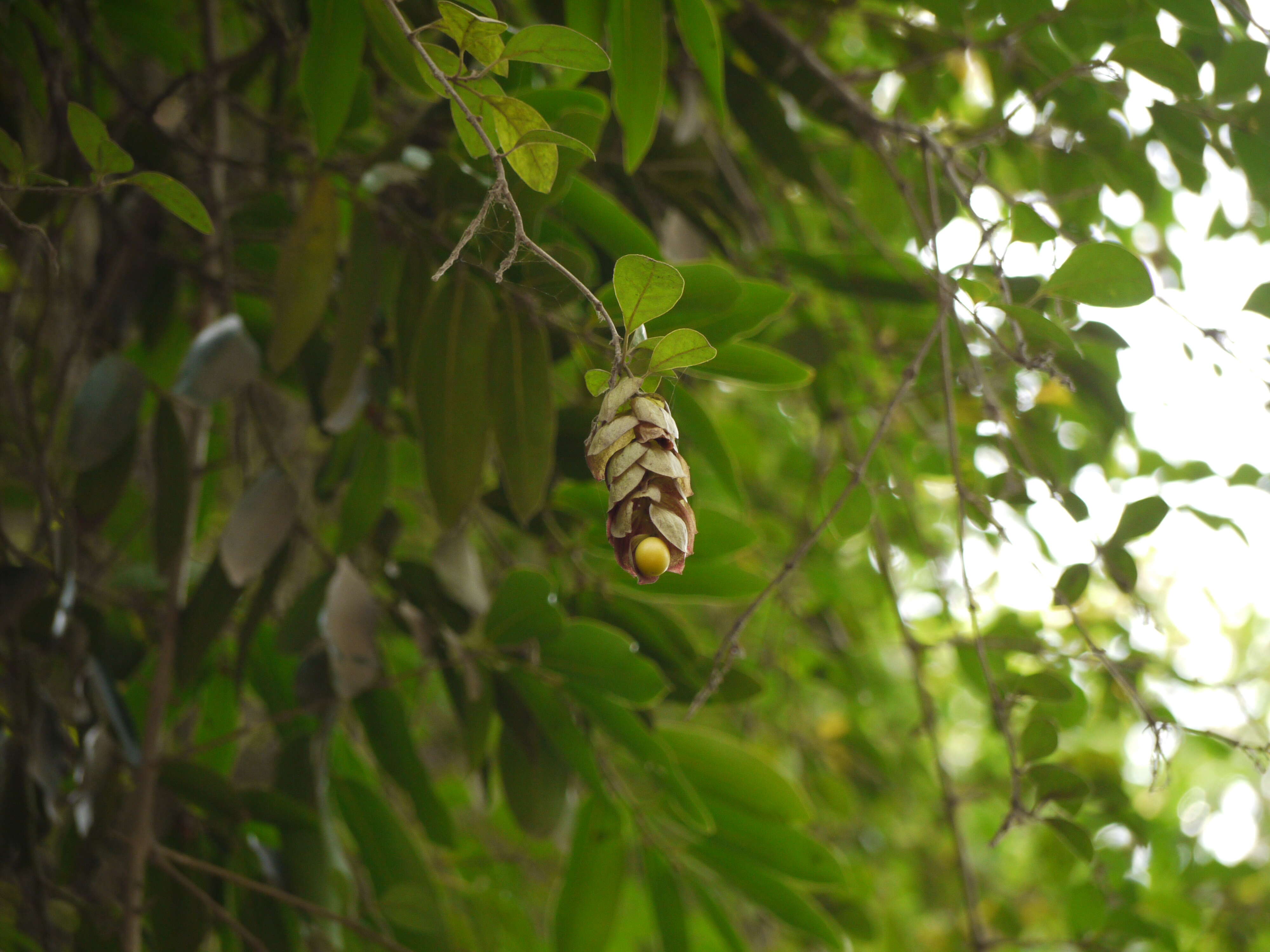 Image of wild sage