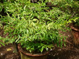 صورة Wrightia religiosa (Teijsm. & Binn.) Hook. fil.