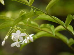 صورة Wrightia religiosa (Teijsm. & Binn.) Hook. fil.