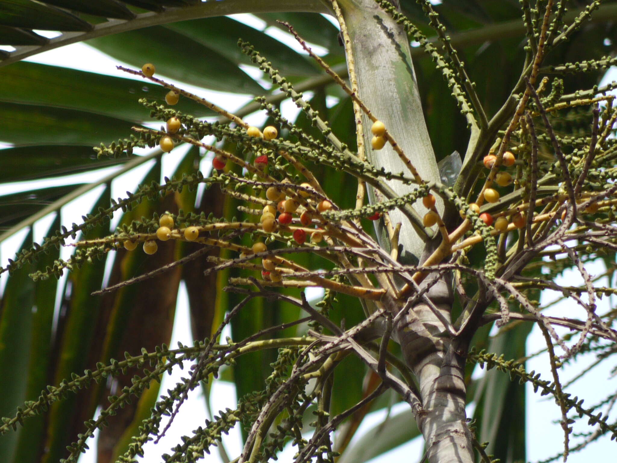 Image of Macarthur Palm