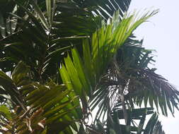 Image of Macarthur Palm