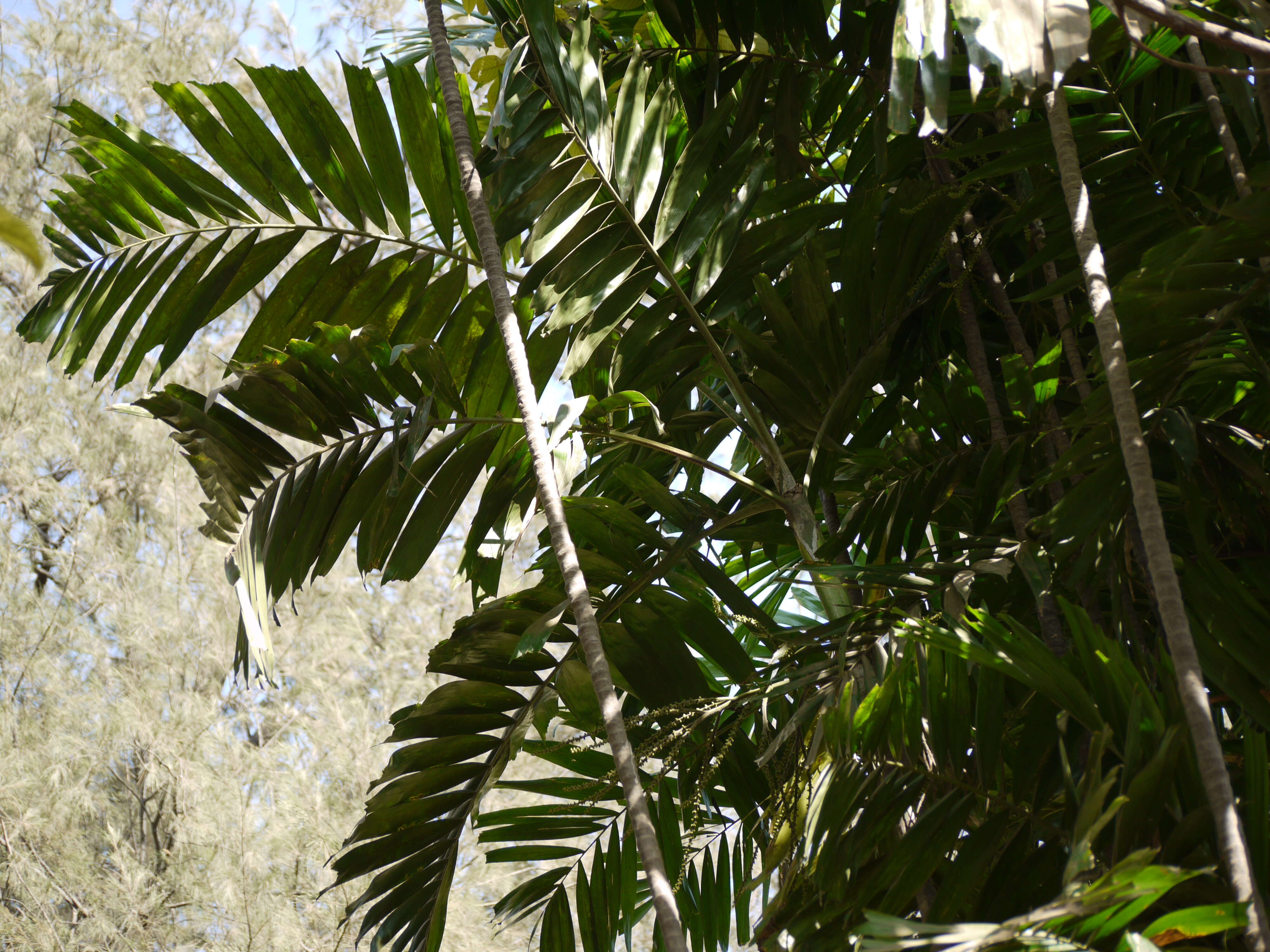 Image of Macarthur Palm