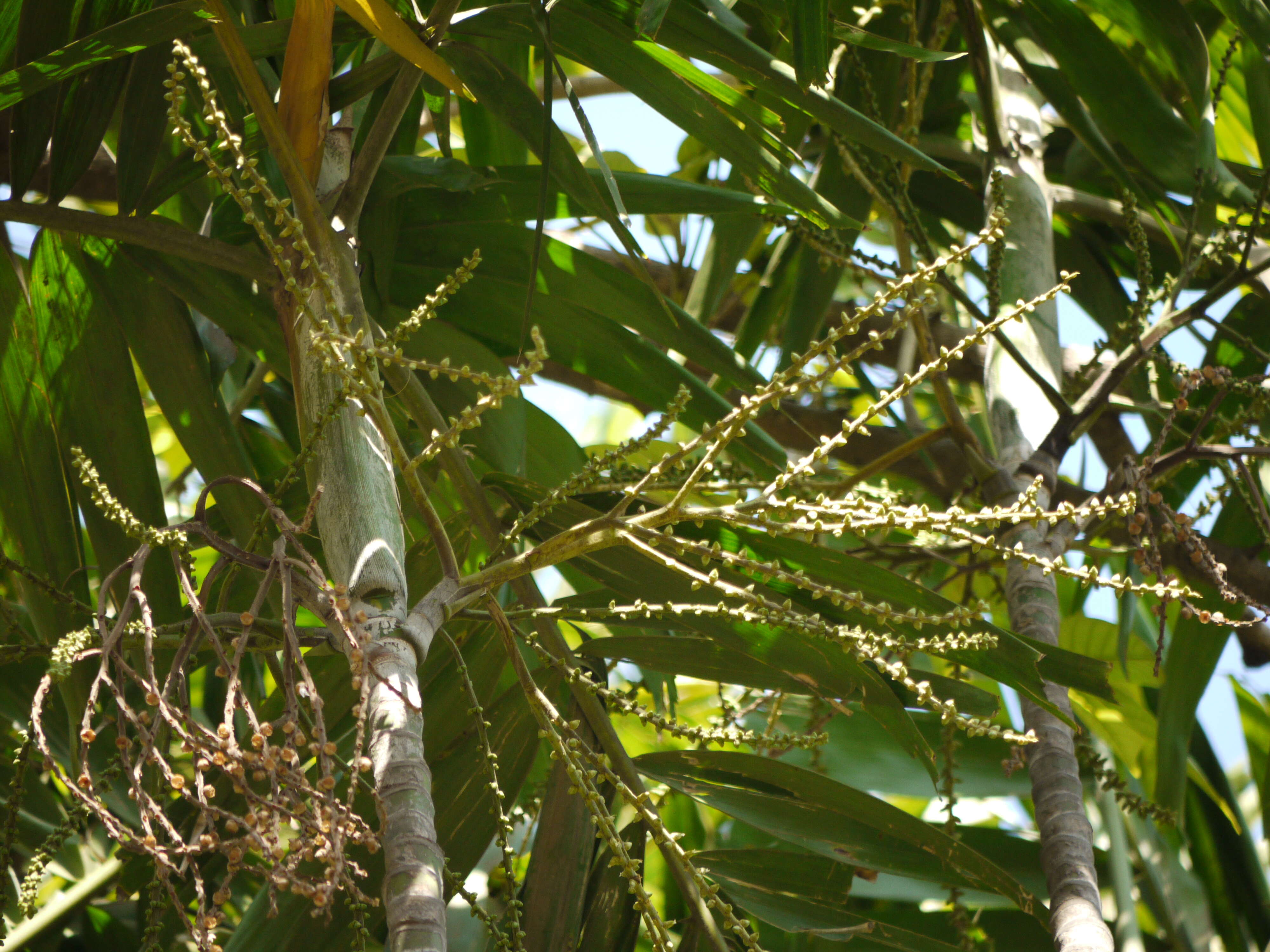 Image of Macarthur Palm