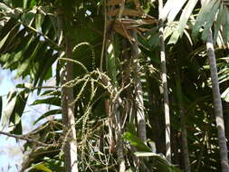 Image of Macarthur Palm