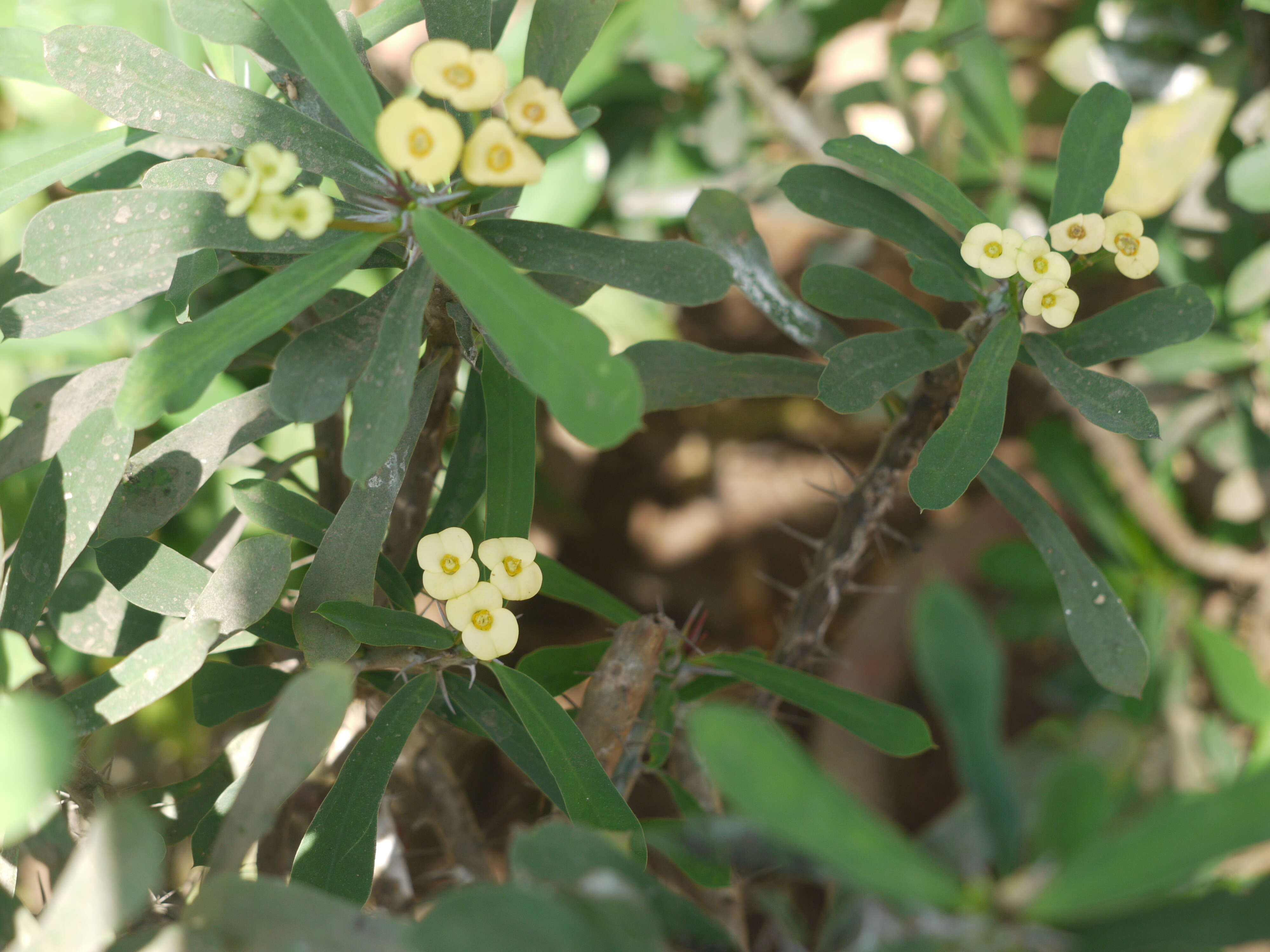 Image of Christ plant