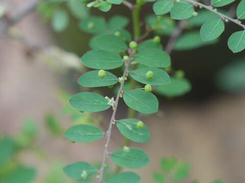 Image de Phyllanthus tenellus Roxb.