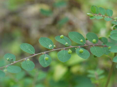 Image de Phyllanthus tenellus Roxb.