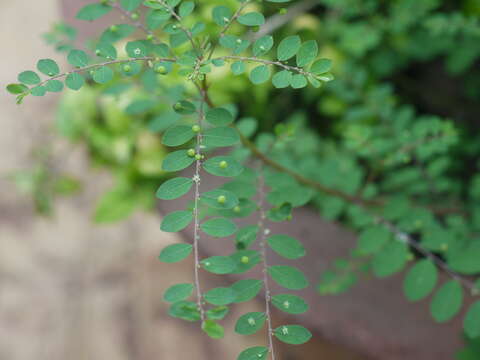 Image de Phyllanthus tenellus Roxb.