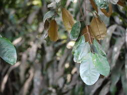 Image of star apple