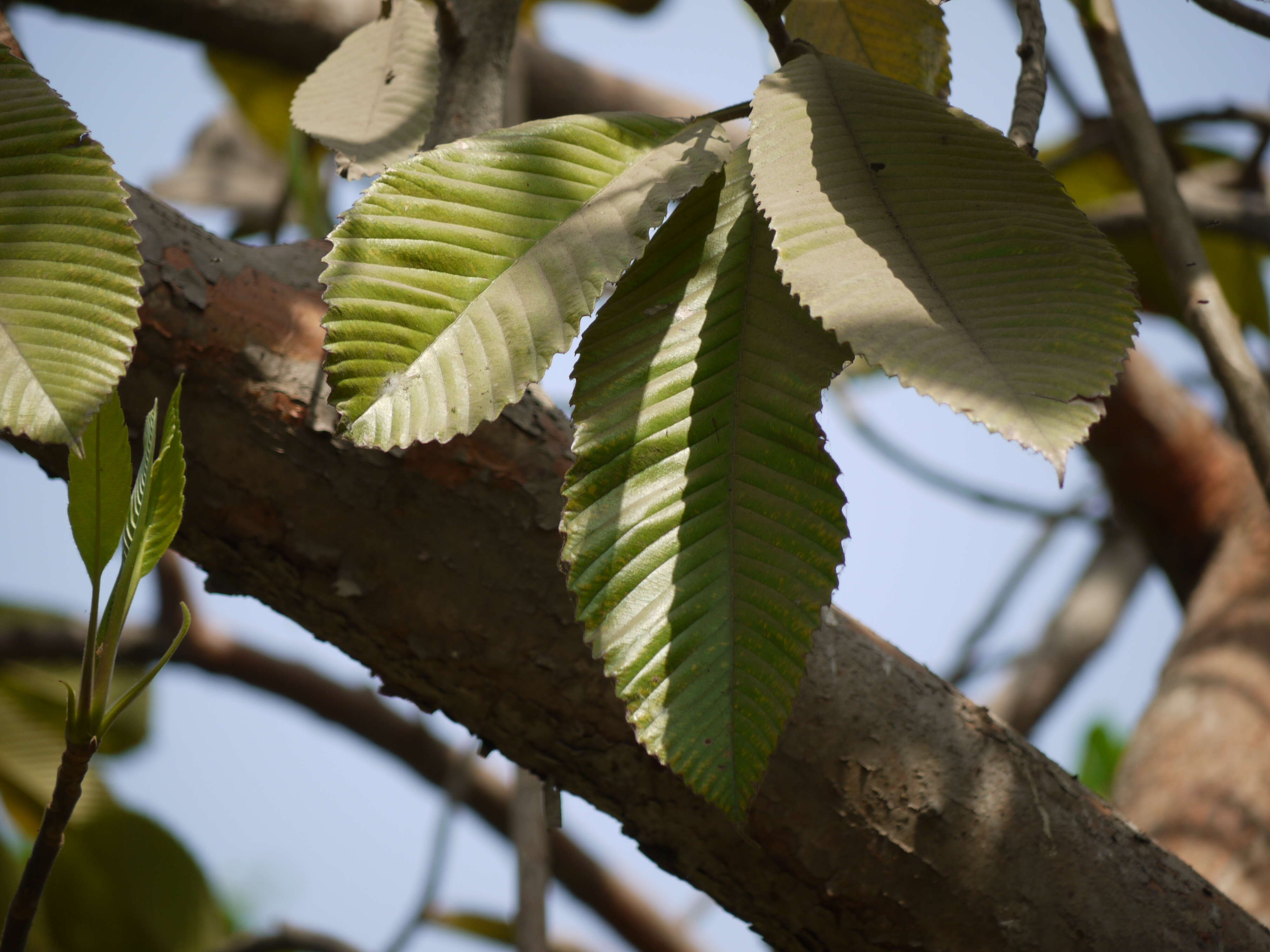 Plancia ëd Dillenia indica L.