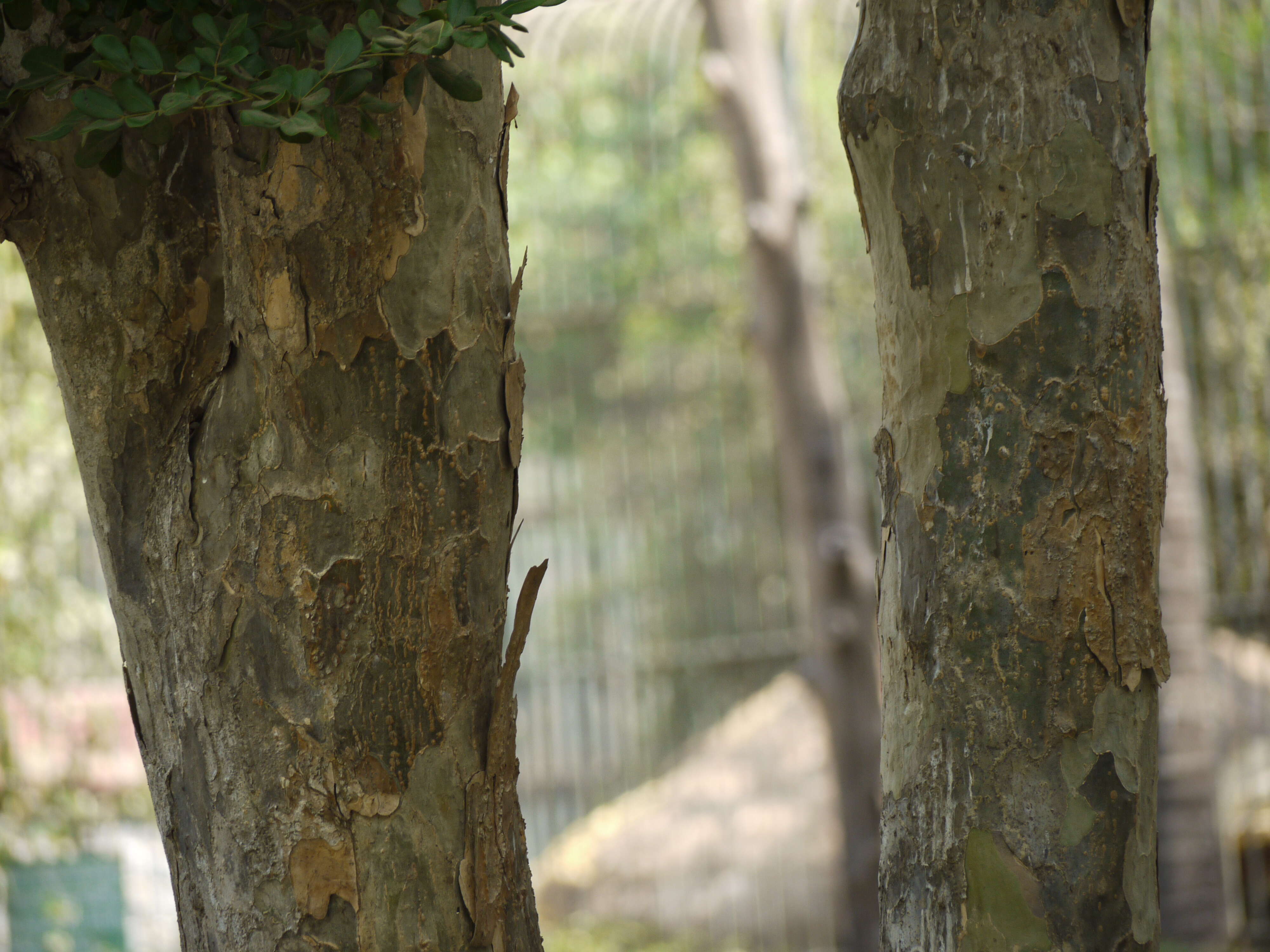 Image de Bois de Vie