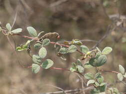 Image of showy pigeonpea