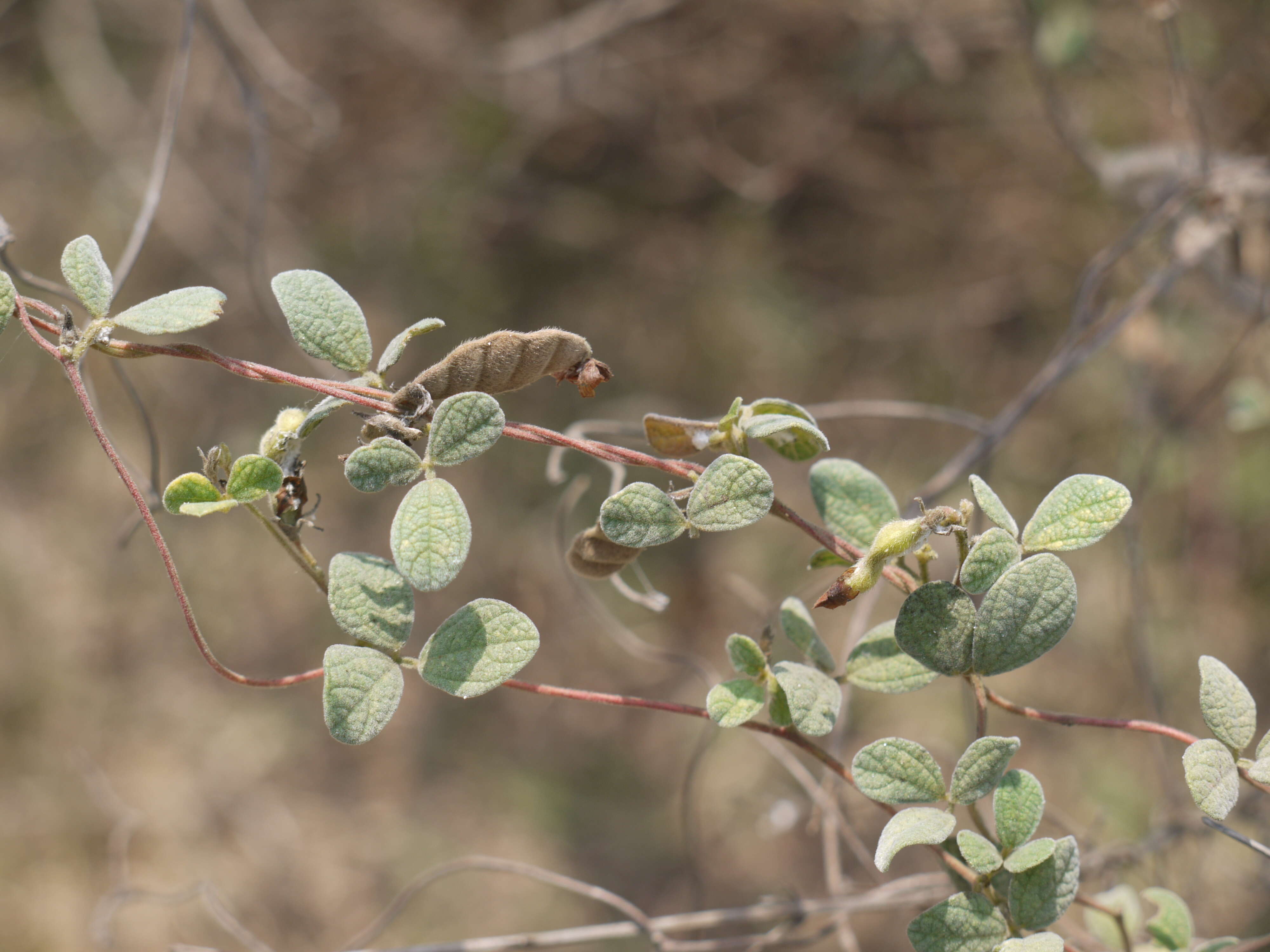 Sivun Cajanus scarabaeoides (L.) Thouars kuva