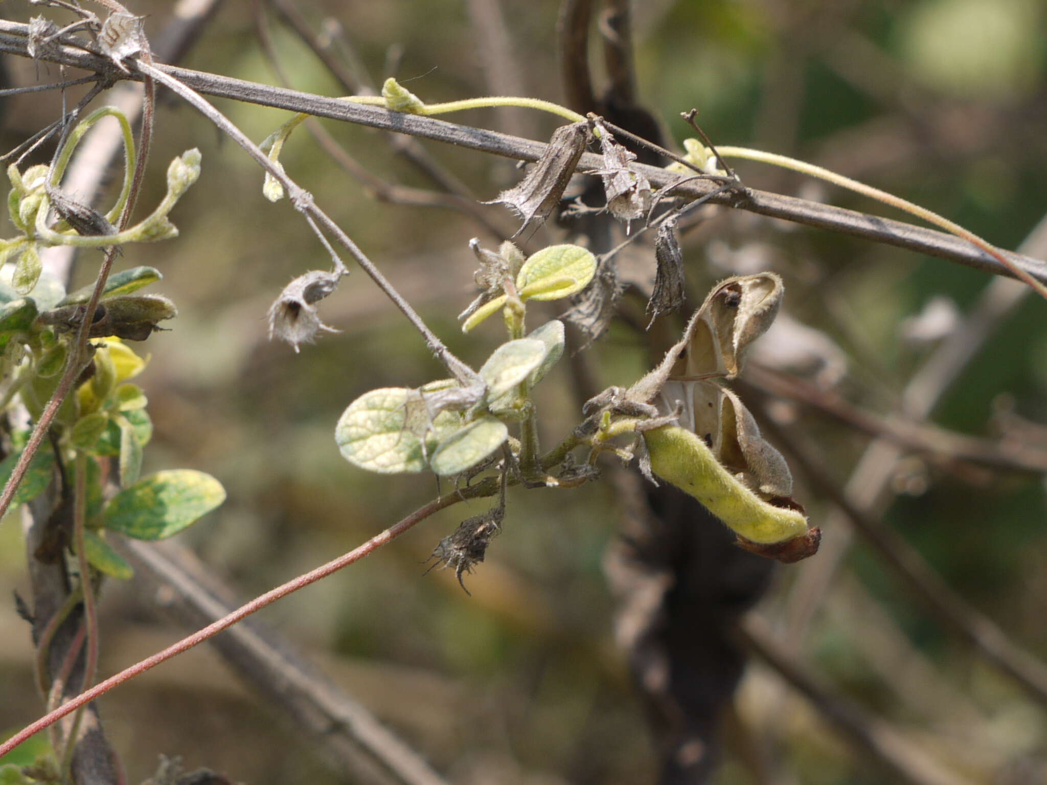 Image of showy pigeonpea