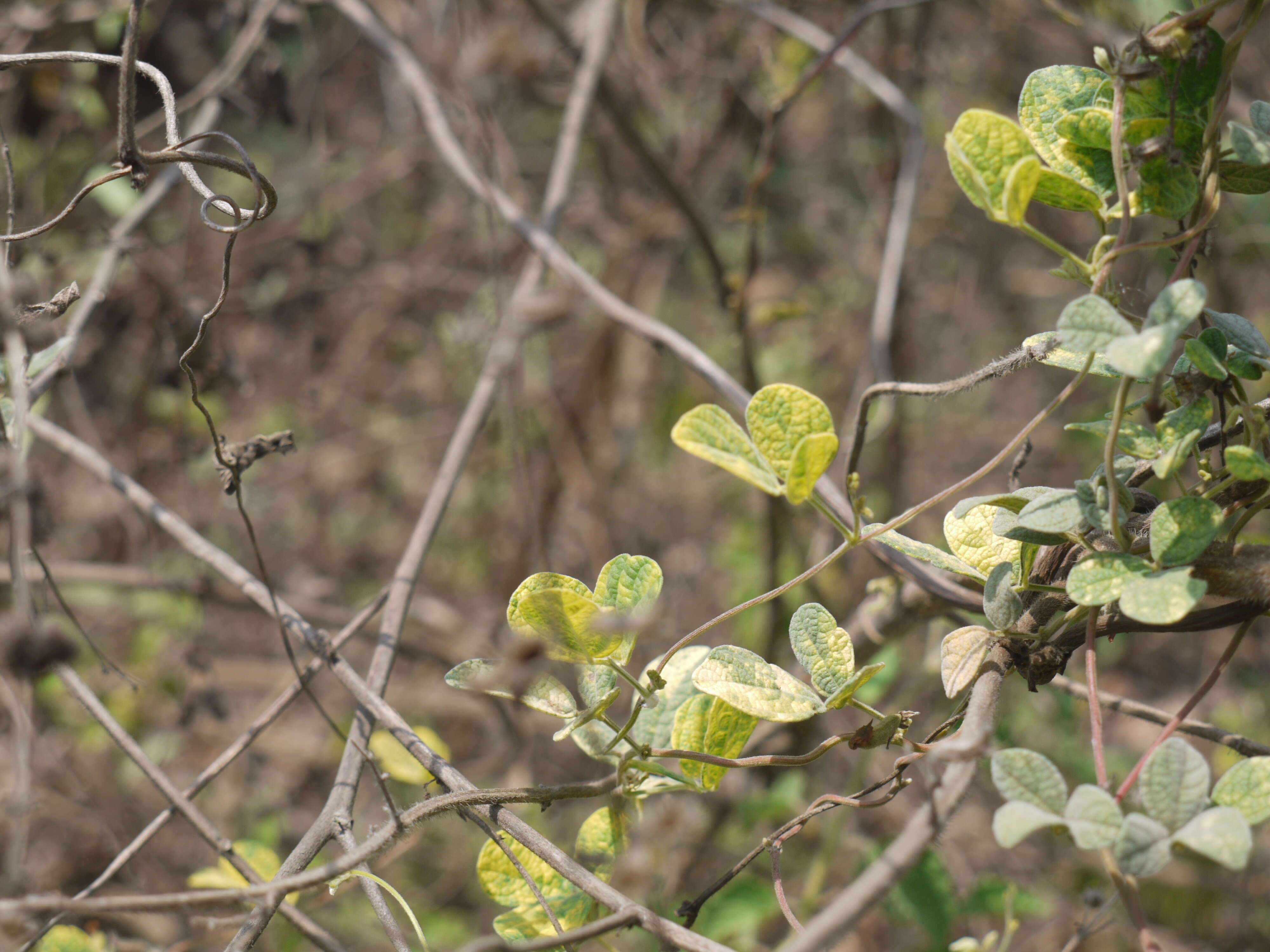 Image of showy pigeonpea