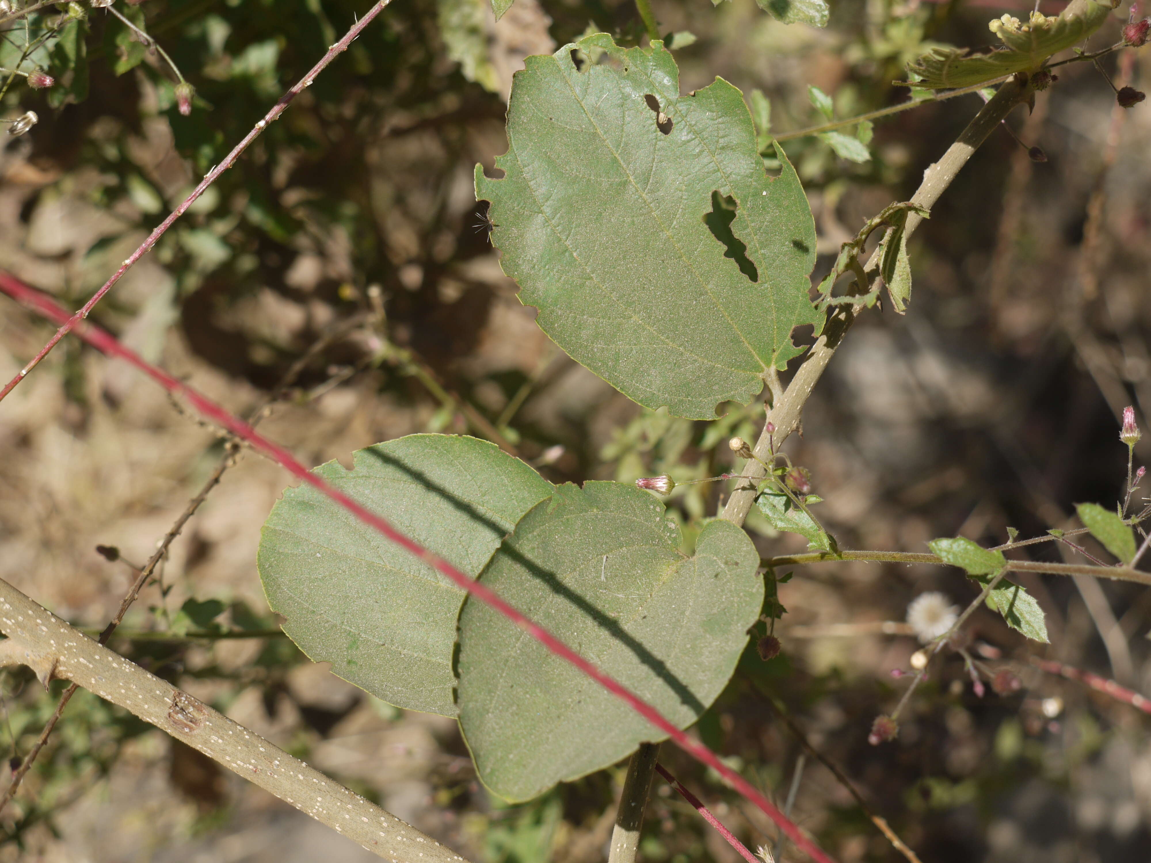 Image of Ziziphus rugosa Lam.