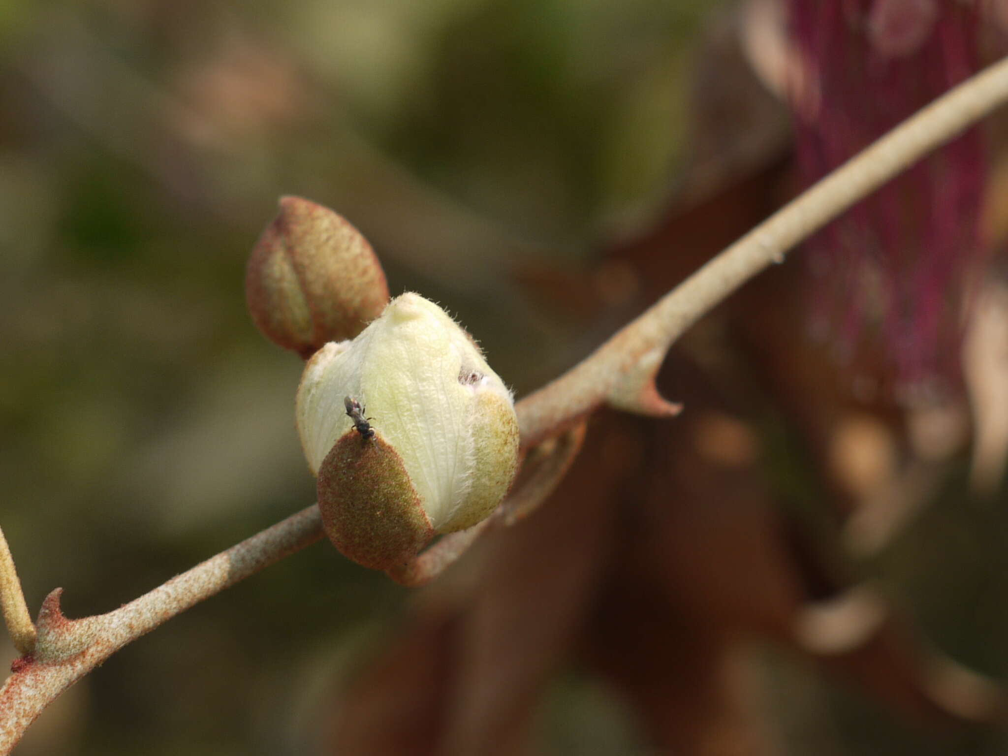 Image de Capparis zeylanica L.