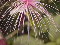 Image de Capparis zeylanica L.