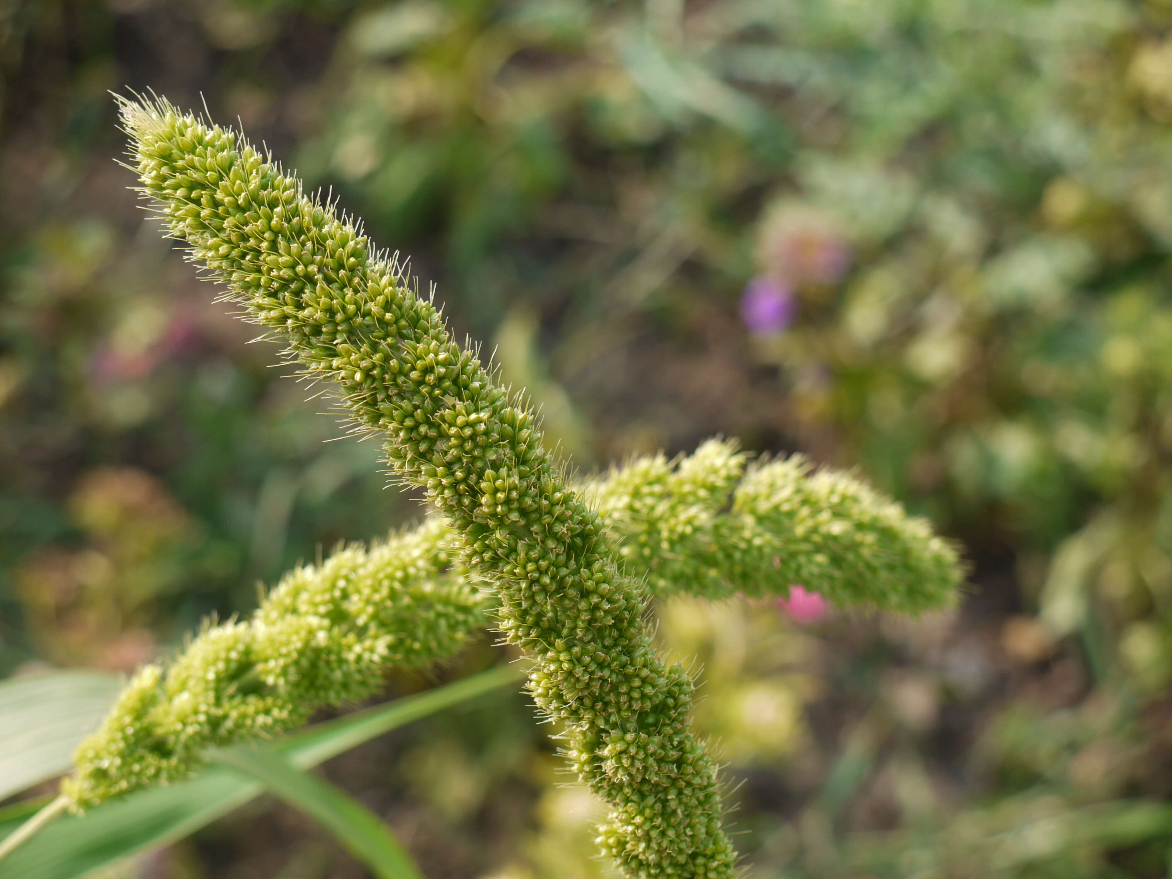 Image of Foxtail millet